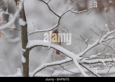 Weiblich-Kardinal im Schneesturm Stockfoto