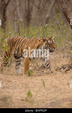 Eine wachsame Bengal Tiger Machali in Ranthambore Tiger Reserve, Indien. (Panthera Tigris) Stockfoto