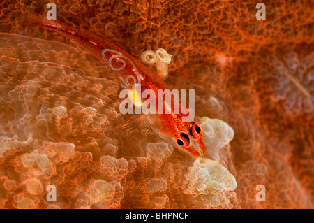 Pleurosicya Mossambica, Toothy Grundel mit Parasiten auf Steinkorallen, Alam Batu, Bali, Indonesien, Indo-Pazifik Stockfoto