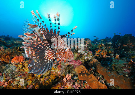 Pterois Volitans, gemeinsame Rotfeuerfische, rote Feuerfische, Gili Biha, Candidasa, Bali, Indonesien, Indo-Pazifik Stockfoto