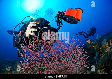 Scuba Diver macht Fotos von Pygmäen-Seepferdchen auf Gorgonien Coral, Unterwasser-Fotograf, Bali Stockfoto