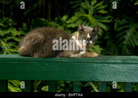 Wilde Katze Felis Silvestris Catus am Fern Grotto auf Kauai, Hawaii Stockfoto