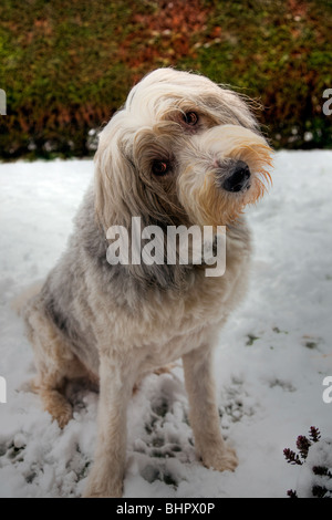 Bearded Collie Hund heraus im Schnee Kopf kippen, Spaß, Blick nach vorne Kamera Stockfoto