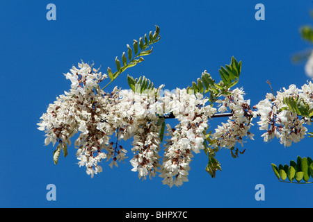 Robinie oder Akazie (Robinia Pseudoacacia) - die Blüte, Extremadura, Spanien Stockfoto