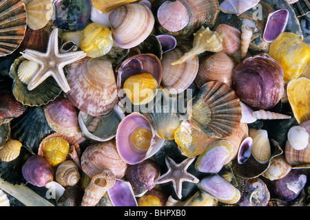 Atlantic gemischte Muscheln und Seesterne, am Strand in Coto Donana Nationalpark, Andalusien, Südspanien Stockfoto