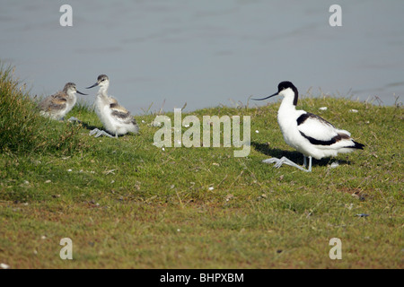 Säbelschnäbler (Recurvirostra Avosetta), Erwachsene Ruhe mit zwei Küken, Texel-Holland Stockfoto