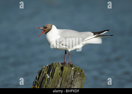 Black - headed Gull (Larus Ridibundus), Aufruf von Posten im Meer, Texel, Holland Stockfoto