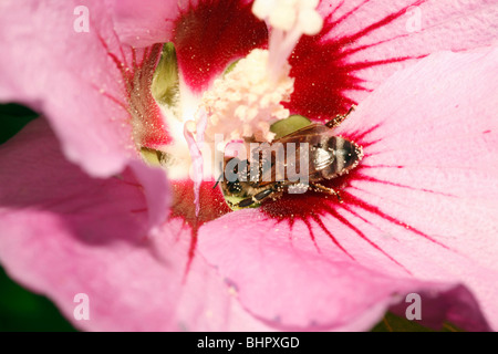 Honigbiene (Apis Mellifera) - ernähren sich von Nektar der Hibiskusblüte Stockfoto