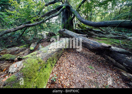 Ancient Forest im Frühherbst, Sababurg National Park, Nord-Hessen, Deutschland Stockfoto