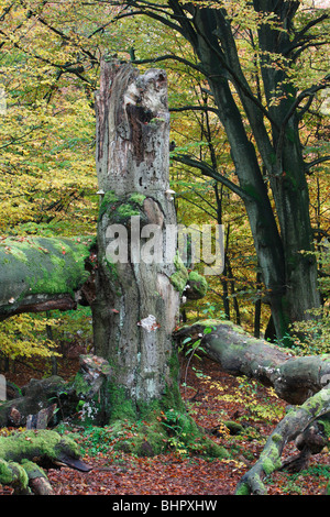 Ancient Forest im Herbst, Sababurg Nationalpark Nord-Hessen, Deutschland Stockfoto