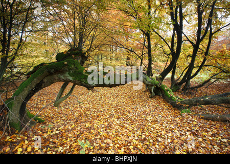 Ancient Forest im Herbst, Sababurg Nationalpark Nord-Hessen, Deutschland Stockfoto