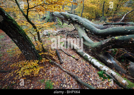 Ancient Forest, stammt im Herbst zeigen verfallenden Baum, Sababurg National Park, Nord-Hessen, Deutschland Stockfoto