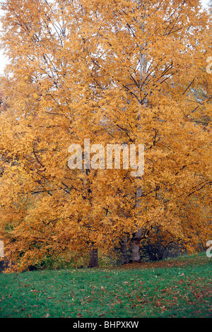 Silber-Birke (Betula Pendel), zeigt Herbstfärbung, Deutschland Stockfoto