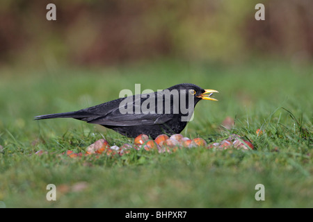 Amsel (Turdus Merula), Fütterung auf Vogelfutter im Garten, Deutschland Stockfoto