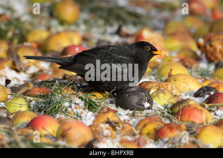 Amsel (Turdus Merula), ernähren sich von gefallenen Äpfel im Winter, Deutschland Stockfoto