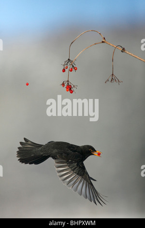 Amsel (Turdus Merula), Fütterung auf Guelder Rose Beeren im Winter, Deutschland Stockfoto