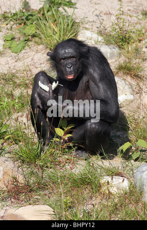 Bonobo-Schimpansen (Pan Paniscus), männliche Fütterung Stockfoto