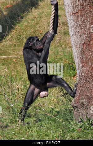 Pygmy Schimpanse (Pan Paniscus) - Spiel mit Seil Stockfoto