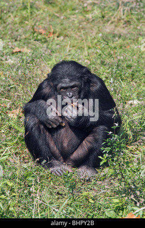 Bonobo-Schimpansen (Pan Paniscus), weibliche Fütterung Stockfoto