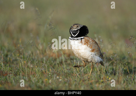 Wenig Großtrappen (Otis Tetrax), männliche anzeigen, Sao Marcos Reserve, Alentejo, Portugal Stockfoto