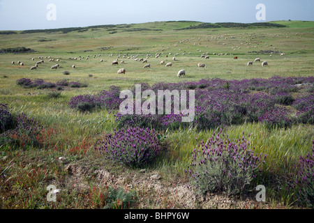 Herde von Schafen, Beweidung im Nationalpark Sao Marcos Großtrappe reservieren, Alentejo, Portugal Stockfoto