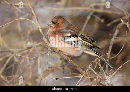 Buchfinken (Fringilla Coelebs), männliche thront auf Zweig im Winter, Deutschland Stockfoto