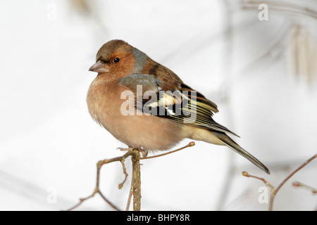 Buchfinken (Fringilla Coelebs), männliche thront auf Zweig im Winter, Deutschland Stockfoto