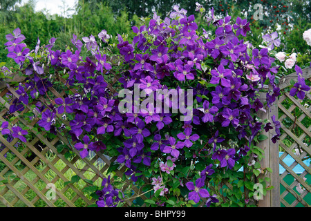 Blühende Clematis (x Jackmanni), wachsen auf Spalier im Garten, Deutschland Stockfoto