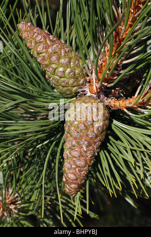 Schwarz Tannenzapfen (Pinus Nigra), Insel Texel, Holland Stockfoto