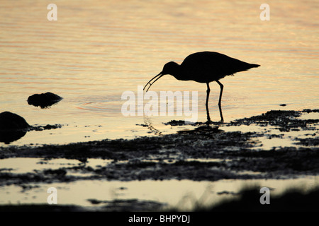 Brachvogel (Numenius Arquata), ernähren sich von Küste, Texel, Holland Stockfoto