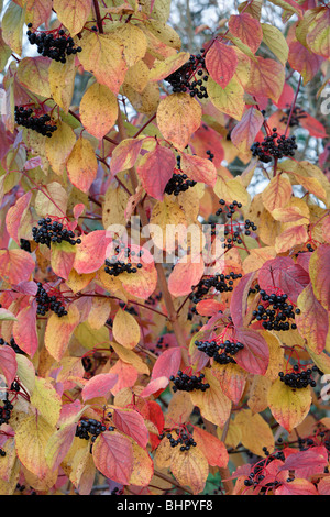Gemeinsamen Hartriegel (Cornus Sangiunea) Blätter und Früchte in Herbstfärbung, Deutschland Stockfoto
