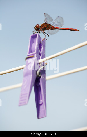 Ruddy Darte Libelle (Sympetrum Sanguineum), ruht auf Wäscheklammer, Insel Texel, Holland Stockfoto