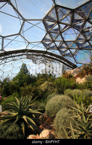 Mittelmeer-Biom, zeigt Pflanzen, Eden Project, St. Austell, Cornwall, England, UK Stockfoto