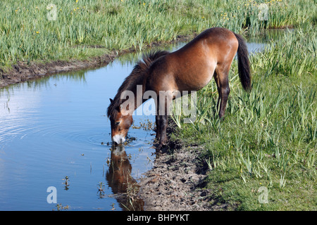 Exmoor Pony, Stute von Bach trinken, De Bollekamer Sanddüne-Nationalpark, Texel, Holland Stockfoto