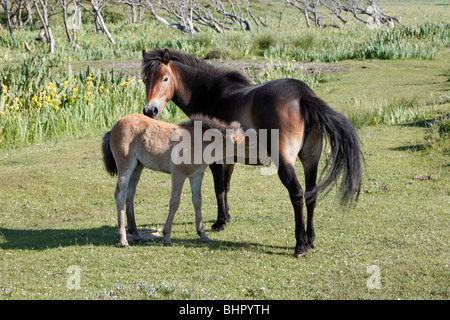 Exmoor Pony, Stute säugende Fohlen, De Bollekamer Sanddüne-Nationalpark, Texel, Holland Stockfoto