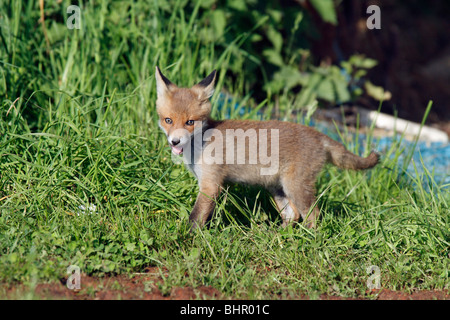 Europäischer roter Fuchs (Vulpes Vulpes), Jungtier, Hessen, Deutschland Stockfoto