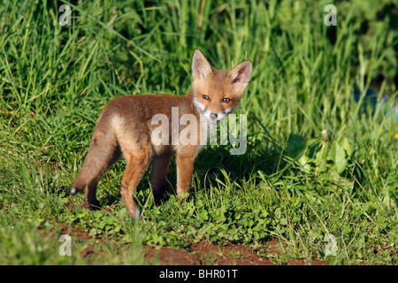 Europäischer roter Fuchs (Vulpes Vulpes), Jungtier über Schulter, Hessen, Deutschland Stockfoto