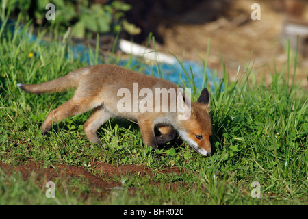 Europäischer roter Fuchs (Vulpes Vulpes), Jungtier, die auf der Suche nach Nahrung, Hessen, Deutschland Stockfoto