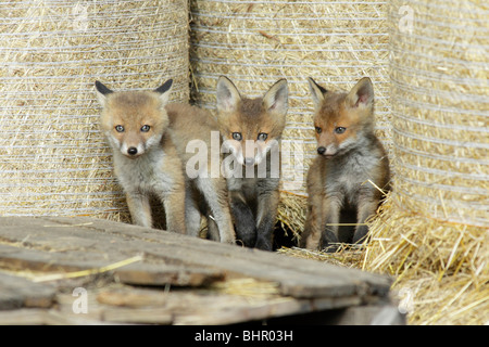 Europäischer roter Fuchs (Vulpes Vulpes), drei Jungtiere in Scheune, Hessen, Deutschland Stockfoto