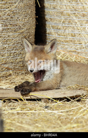 Europäischer roter Fuchs (Vulpes Vulpes), Jungtier in Scheune, Gähnen, Hessen, Deutschland Stockfoto