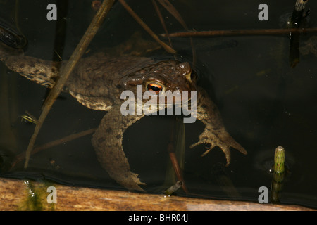 Die gewöhnliche Kröte Bufo bufo, in einem Teich bei Evje in Rygge, Østfold. Norwegen. Stockfoto