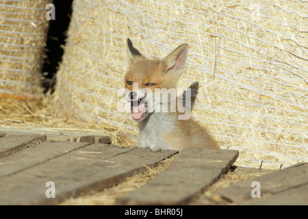 Europäischer roter Fuchs (Vulpes Vulpes), Jungtier in Scheune, Gähnen, Hessen, Deutschland Stockfoto