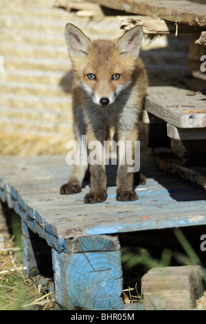 Europäischer roter Fuchs (Vulpes Vulpes), Jungtier, stehend auf Holzpalette in Scheune, Hessen, Deutschland Stockfoto