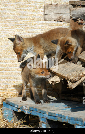 Europäischer roter Fuchs (Vulpes Vulpes), drei jungen spielen im Stall, Hessen, Deutschland Stockfoto