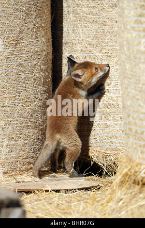 Europäischer roter Fuchs (Vulpes Vulpes), Jungtier, spielen in der Scheune, Hessen, Deutschland Stockfoto