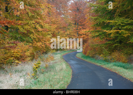 Buchenwald (Fagus Sylvatica), Straße schlängelt sich durch Wald in Herbstfärbung, Deutschland Stockfoto