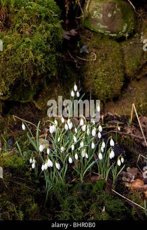 Schnee fällt uk Wald Blume Stockfoto