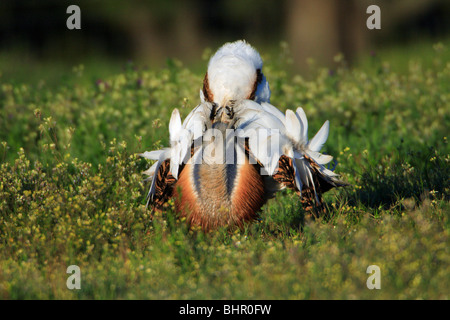 Die Großtrappe (Otis Tarda), Männlich, anzeigen, Alentejo, Portugal Stockfoto