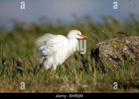 Kuhreiher (Bubulcus Ibis), kräuseln Federn nach putzen, auf Wiese, Portugal Stockfoto