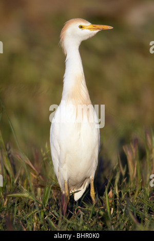 Kuhreiher (Bubulcus Ibis), auf Wiese stehend ruhen, Portugal Stockfoto